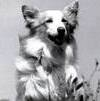 Maddie's Fund at No-Kill Conference
